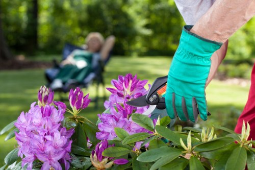 A close-up view of a gardener's hand wearing a teal gardening glove, using pruning shears to trim a vibrant pink flowering shrub, which has lush green leaves and clusters of bright purple blooms. The background features a well-maintained lawn with neatly cut grass, bordered by a variety of trees and shrubs, suggesting a private garden or outdoor space in Mill Hill, London. The scene appears to be outdoors on a bright, sunny day with natural light illuminating the plants and garden environment. The surrounding area has clear, healthy foliage, indicating regular gardening and maintenance, consistent with services offered by Garden Maintenance Mill Hill, focused on garden care, pruning, and landscaping.